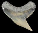 Fossil Tiger Shark Tooth - Lee Creek (Aurora), NC #47665-1